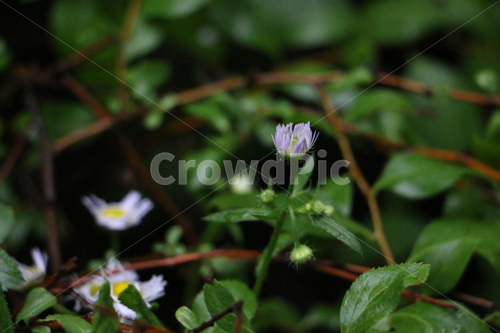 야생화,들풀,wildflower,꽃,flower,식물,자연,plants,nature,꽃,flower