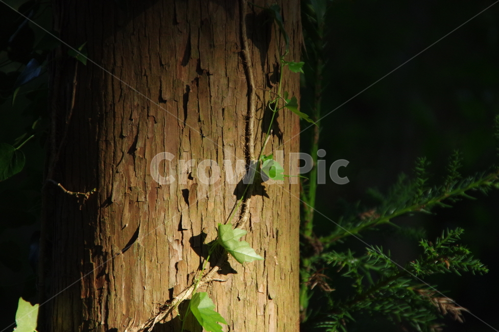 나무,햇살,볕,어둠,빛,식물,자연,plants,nature,나무,trees,wood