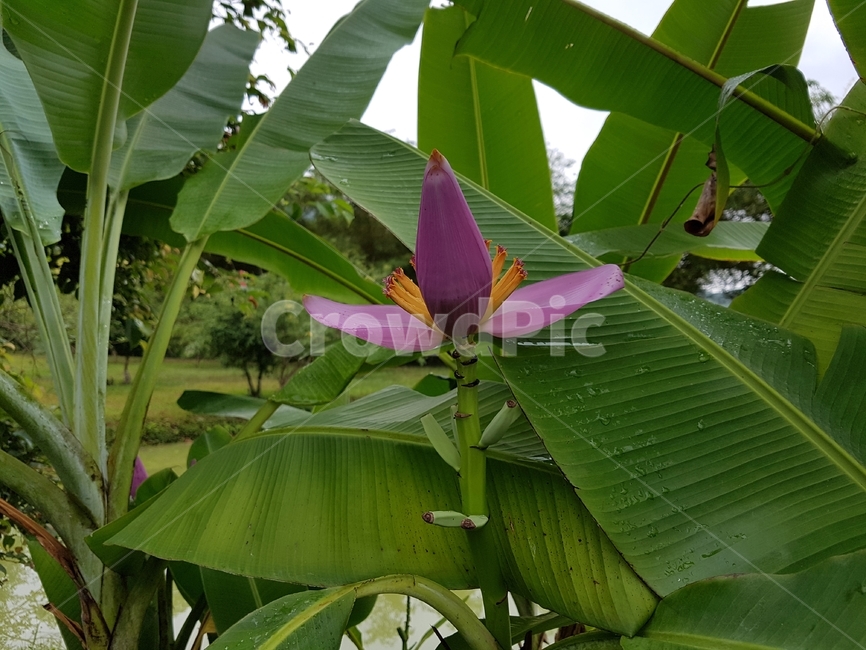 꽃,바나나꽃,식물,농장,바나나