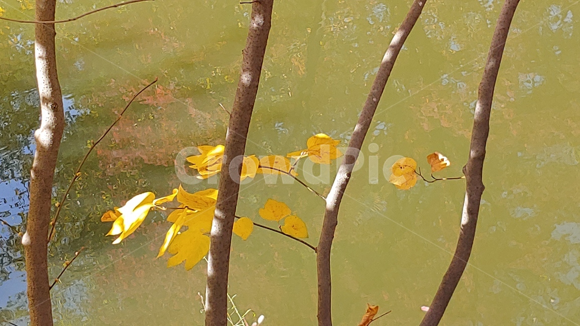 가을,단풍,물가,나무,tree,잎,leaf,가을,계절,fall,autumn,season,plant,식물
