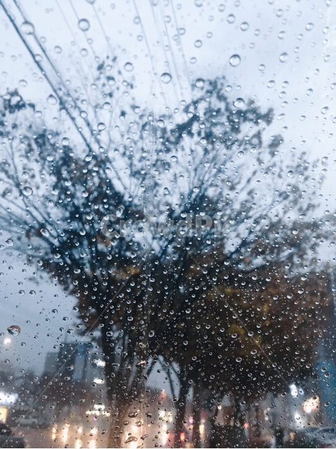 나무,하늘,비,여름,물방울,비,비오는날,rain,rainy