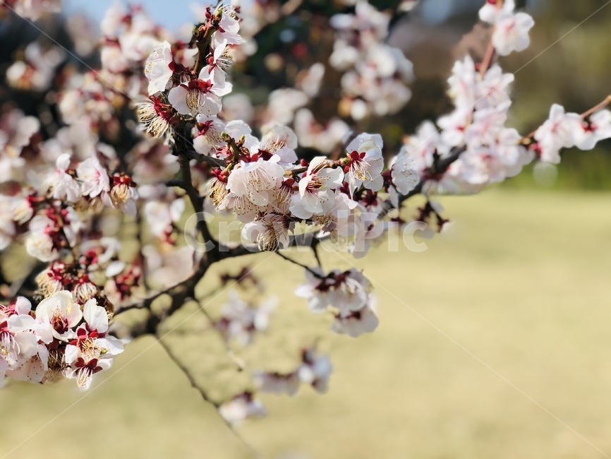 flower,cherryblossoms,spring,꽃,봄,벚꽃,plant,식물,blossom,나무,tree