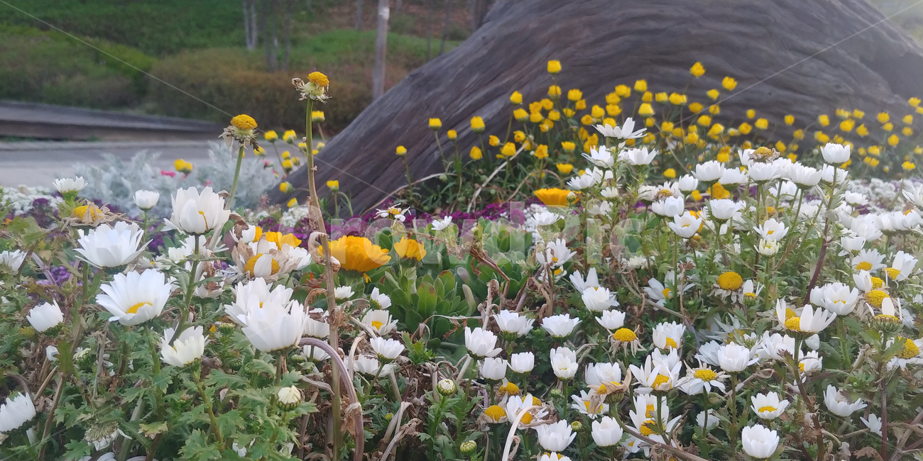 꽃,들꽃,봄,봄꽃,flower,spring,공원,북서울숲