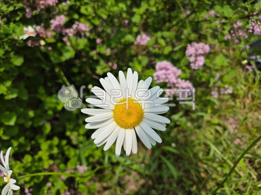 꽃,국화,들국화,들꽃,야생화