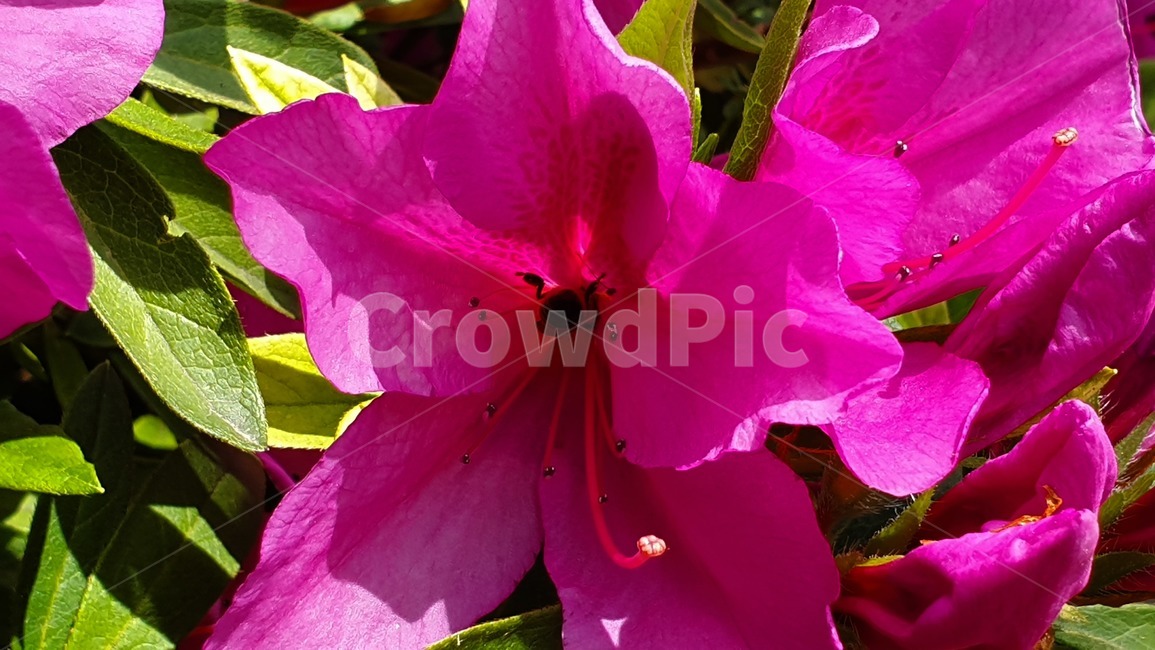 철죽,자연,벌,일,꿀벌,빨강,꽃,봄,집중,봄,계절,spring,season,식물,자연,plants,nature,꽃,flower,동물,animal,곤충,벌레,insect,bug,plant,blossom,geranium,제라늄