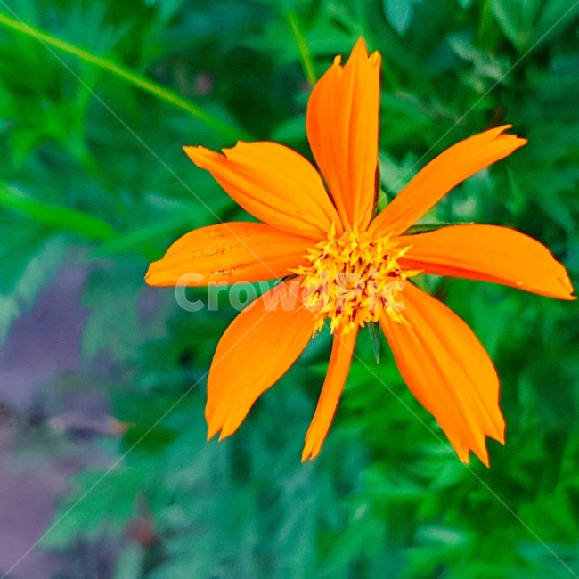 plant,식물,주황,들꽃,주황색꽃,식물,자연,plants,nature,꽃,flower