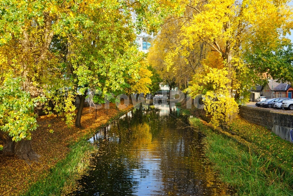 운하,나무,canal,trees,yellow,물,water,야외,outdoors,가을,fall,autum