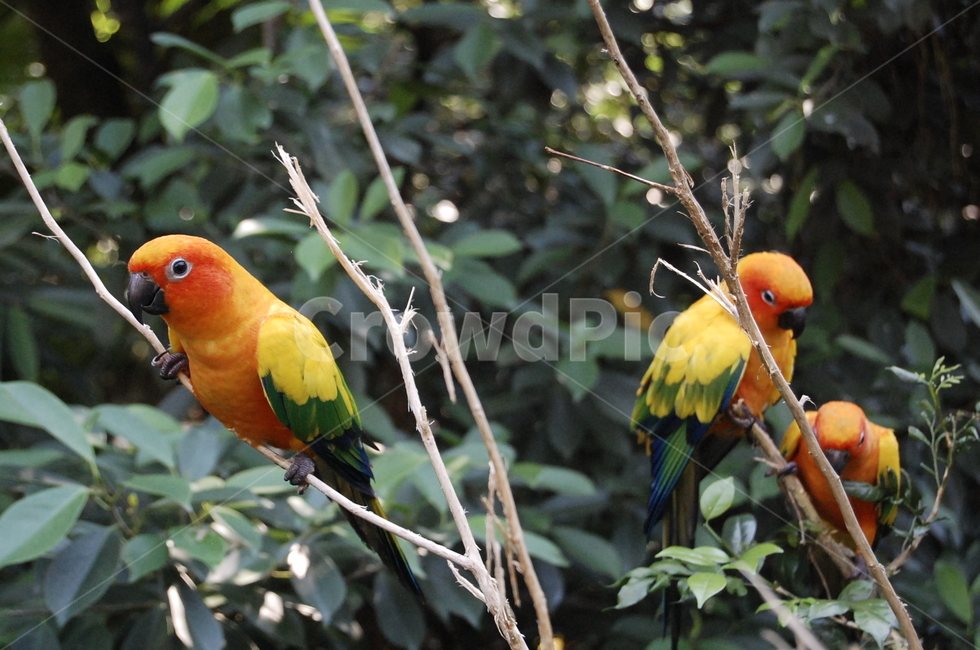 bird,앵무새,동물,새,animal,동물,animal,조류,새,birds