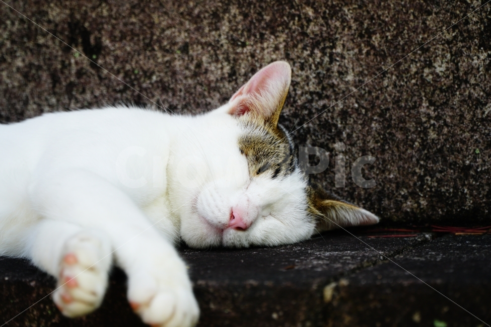 japan,Surplus,cute,healing,Healing Photos,pet cat,stray cat,white cat,cat,Emotion,nap,pet,funny,japanese cat,spare,rest,world peace,expression,I love you,relaxing,It is interesting,Emotional photo,Pets,face,comfy,daily,animal,peace of mind,mammalia,fun