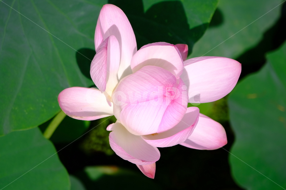 plant,식물,blossom,꽃,연꽃