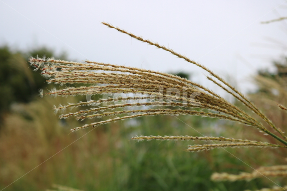 억새,풀,억새풀,식물,자연,벼과,벼과식물,들풀,두영,식물,자연,plants,nature