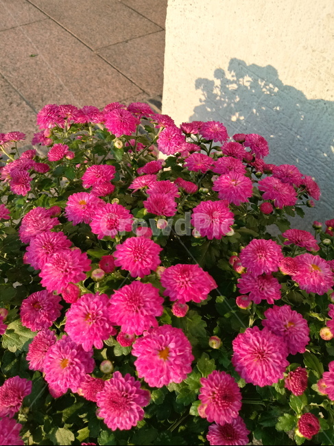 국화,꽃,plant,식물,flower,다년생초본식물,오상고절,관상식물,소국,식물,자연,plants,nature,꽃,flower