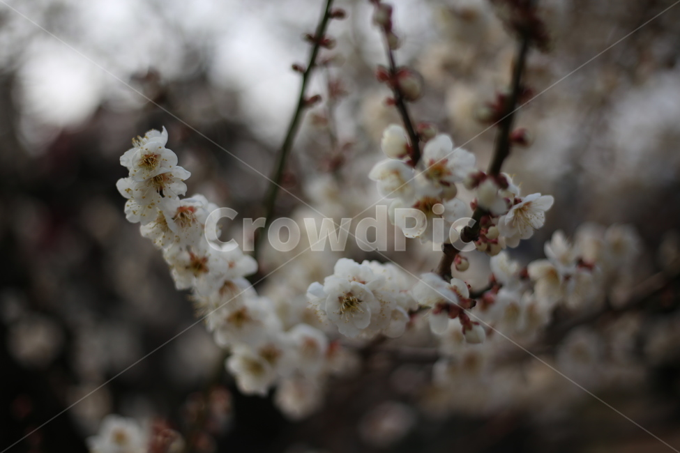 꽃,매화,식물,자연,봄,봄,계절,spring,season,식물,자연,plants,nature,꽃,flower,plant,blossom