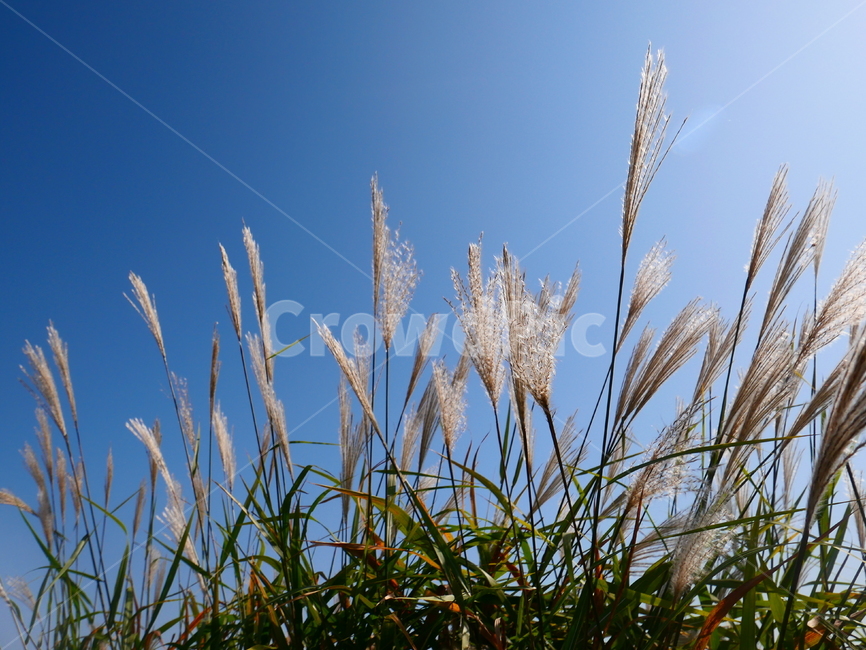 억새,야생화,벼과식물,가을꽃,여러해살이식물,억새풀,식물,자연,plants,nature