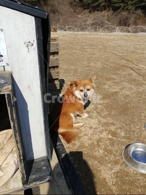 개출산,개임신,강아지,개,새끼강아지,동물,animal,포유류,mammal,개,강아지,dog,doggy