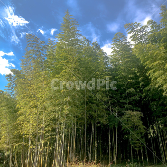plant,식물,숲,풍경,나무,자연,풍경,nature,landscape