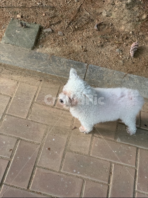 해피,강아지,개,흰강아지,멍멍이