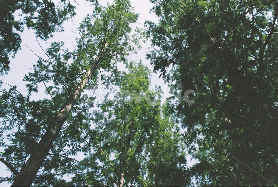 pine tree,forest,green,tree,metasequoia