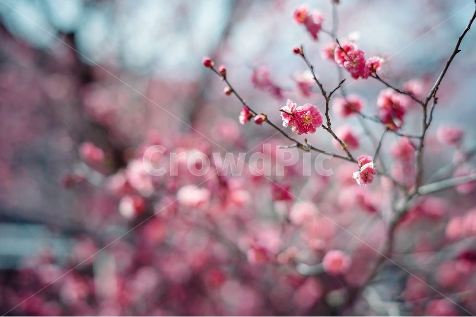 홍매화,봄,봄꽃,꽃,매화,봄,계절,spring,season,식물,자연,plants,nature,꽃,flower,감성,sensible,feeling,plant,blossom