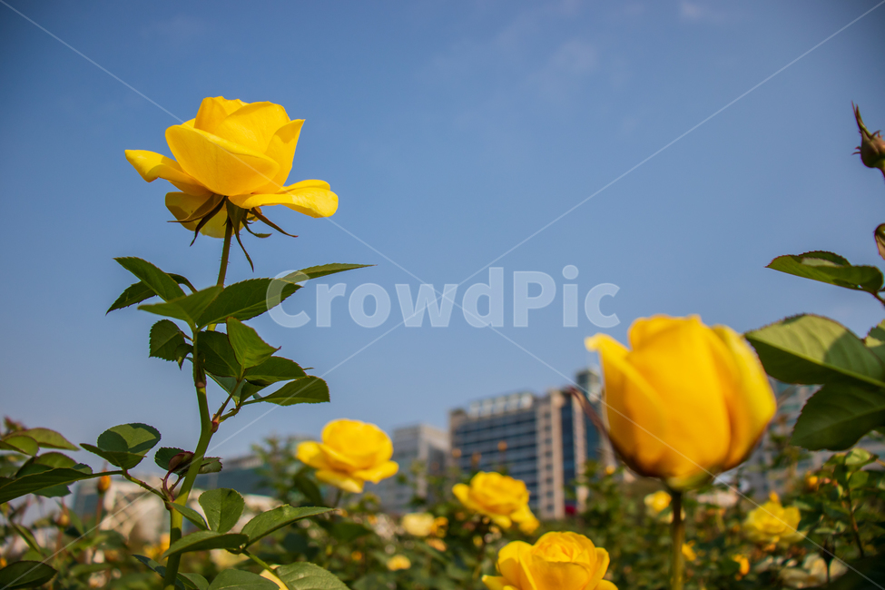 장미,rose,장미꽃,꽃,봄,노란장미,들장미,야생장미,로즈,식물,자연,여름,꽃잎,잎,만개,만발,야생,풍경,도시,빌딩,하늘,푸른하늘,파란하늘,들,로맨틱,로맨스,사랑,낭만적인,낭만,아름다움,아름다운,햇빛,햇살,미,공원,야외,정원,뜰,가든,노란색,옐로우,노랑,노란,옐로,그린,초록색,초록,녹색,계절,배경,바탕,백그라운드,flower,flowers,roses,spring,summer,yellowrose,landscape,blue,bluesky,city,wildrose,plant,nature,natural,yellow,bloom,blooming,blossom,romantic,romance,love,garden,petal,beautiful,beauty,green,leaf,leaves,wild,season,outdoor,outdoors,background