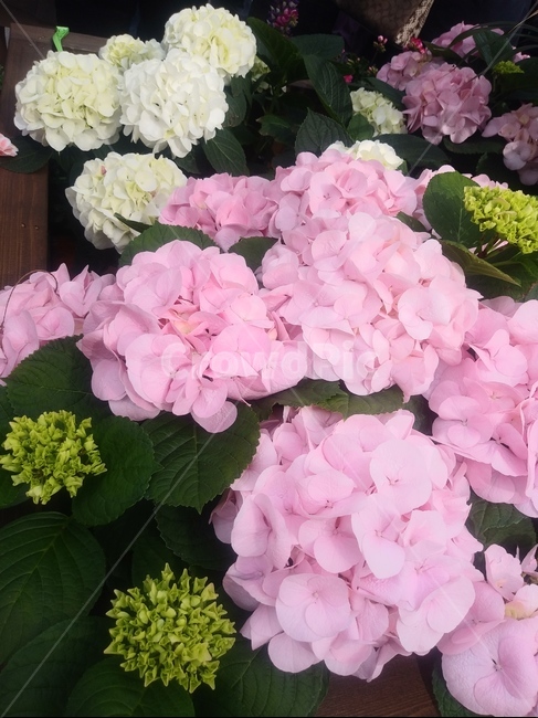 수국,분홍,흰색,연분홍,핑크,꽃,식물,blossom,마당,자연,색감,색채,flower