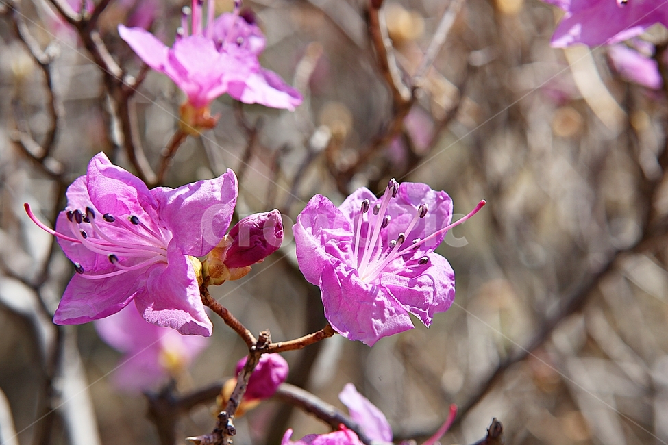 진달래,꽃,꽃잎,봄꽃,봄,식물,자연,식물,자연,plants,nature,꽃,flower