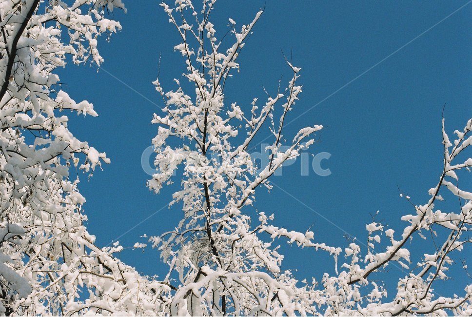 눈꽃,나무,겨울,하늘,눈,겨울,계절,winter,season,자연,풍경,nature,landscape,outdoors,옥외,snow,frost,서리