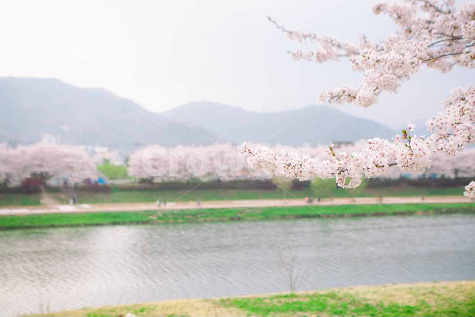 자연,풍경,벚꽃,봄꽃,식물,꽃,계절,season,봄,spring,cherryblossom,blossom,flowers,plant,나무,tree,봄,계절,spring,season,자연,풍경,nature,landscape,flower