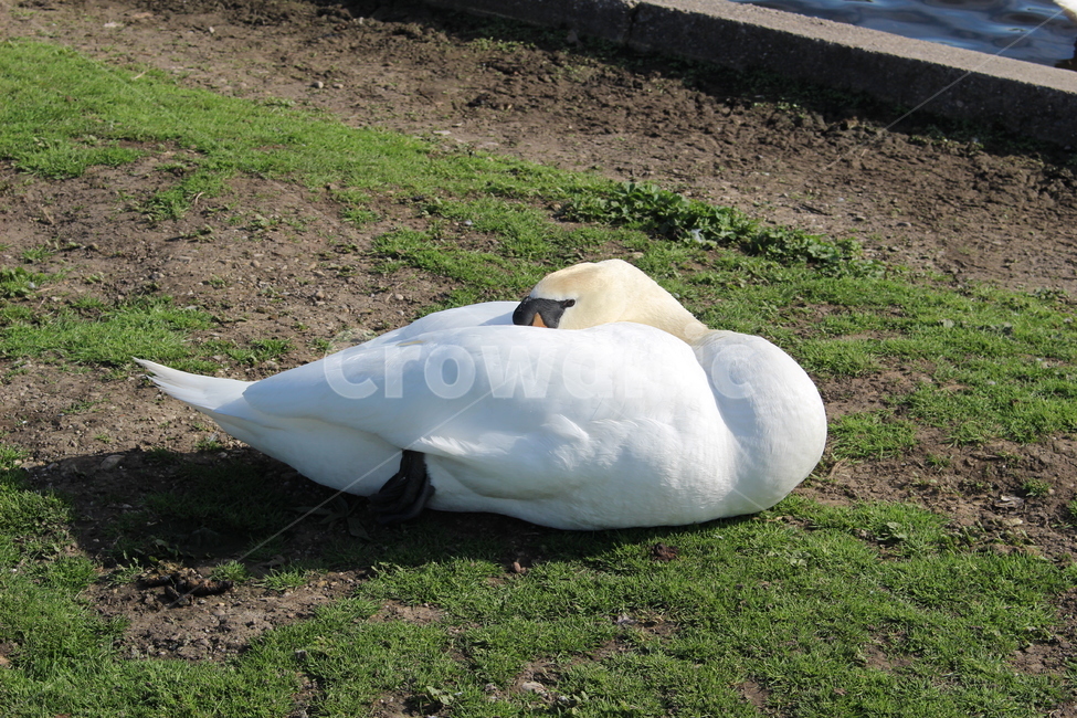 백조,쉼,동물,새,잠,휴식,동물,animal,조류,새,birds