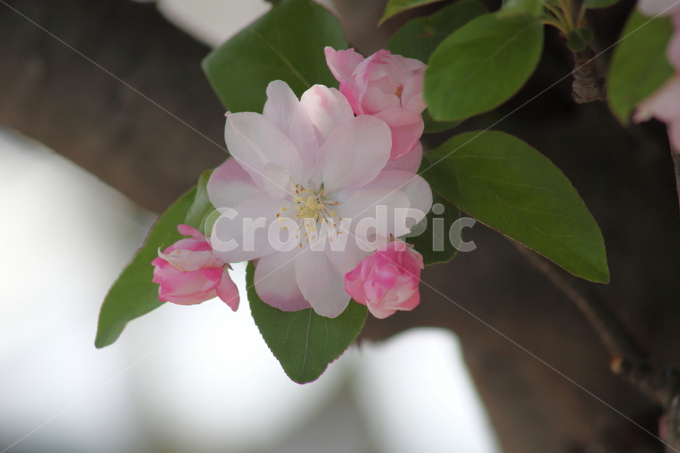 꽃사과나무,서부해당화,꽃아그배나무,봄,crabapple