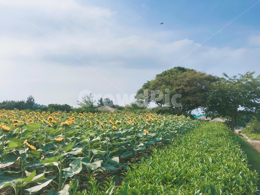 해바라기농장,제주도,해바라기,농장,노랗다,자연,풍경,nature,landscape