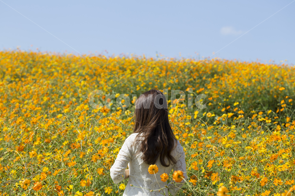 nature,back,yellow cosmos,flower garden,Cosmos,flower road,one piece,flower,Field,person,plant,season,autumn,Emotion,female