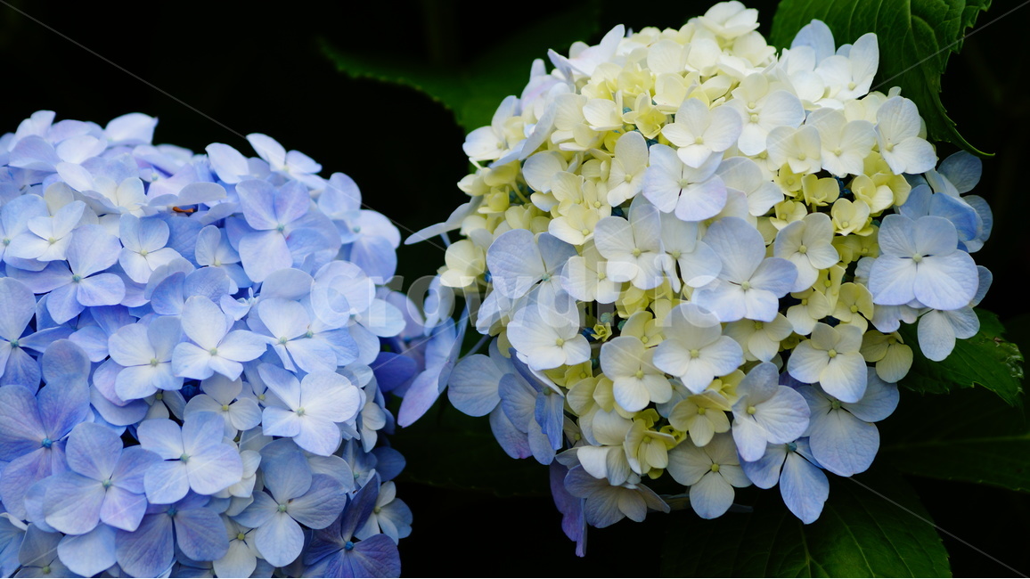 수국,꽃,꽃사진,식물,수국꽃,식물,자연,plants,nature,꽃,flower