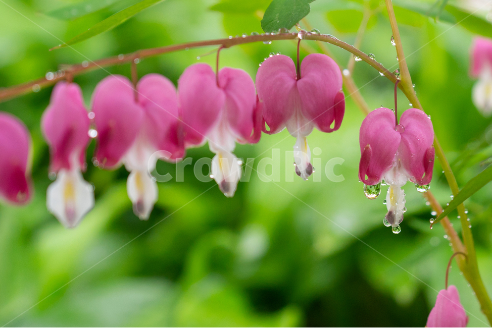 금낭화,꽃,dicentraspectabilis,자연,flower,natural,식물,자연,plants,nature,꽃,flower,비,비오는날,rain,rainy