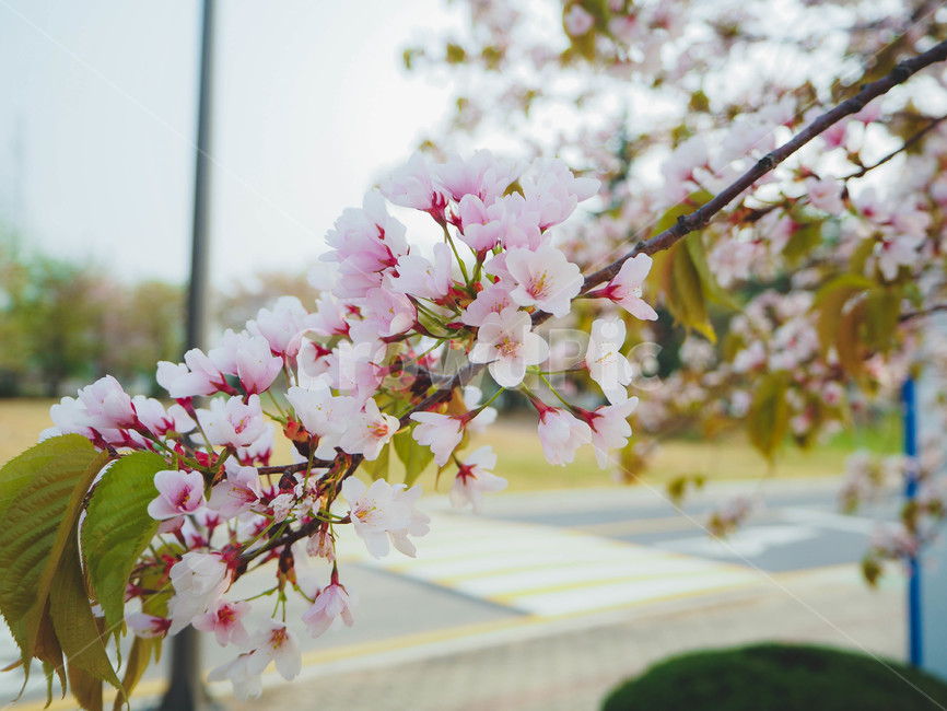 벛꽃,꽃구경,봄나들이,봄꽃,봄,벛꽃구경,사쿠라,spring,flower,봄,계절,spring,season,식물,자연,plants,nature,꽃,flower,plant,blossom