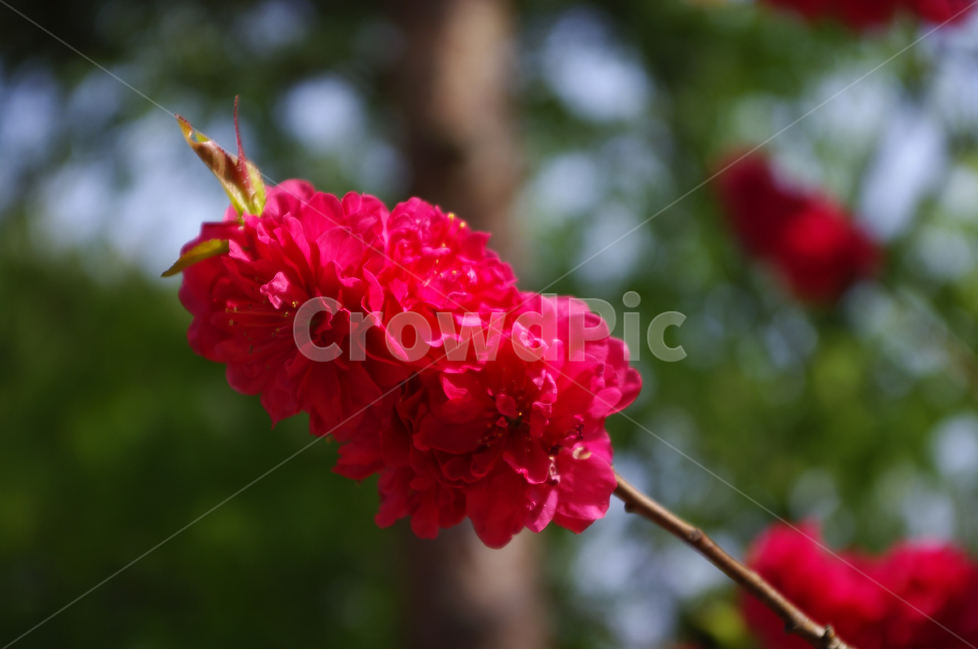 식물,flower,plants,nature,꽃,꽃봉오리,color,식물,자연,plants,nature,꽃,flower