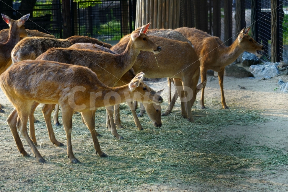 사슴,동물,포유류,짐승,animal,deer,초식동물,자연,nature,동물,animal,포유류,mammal