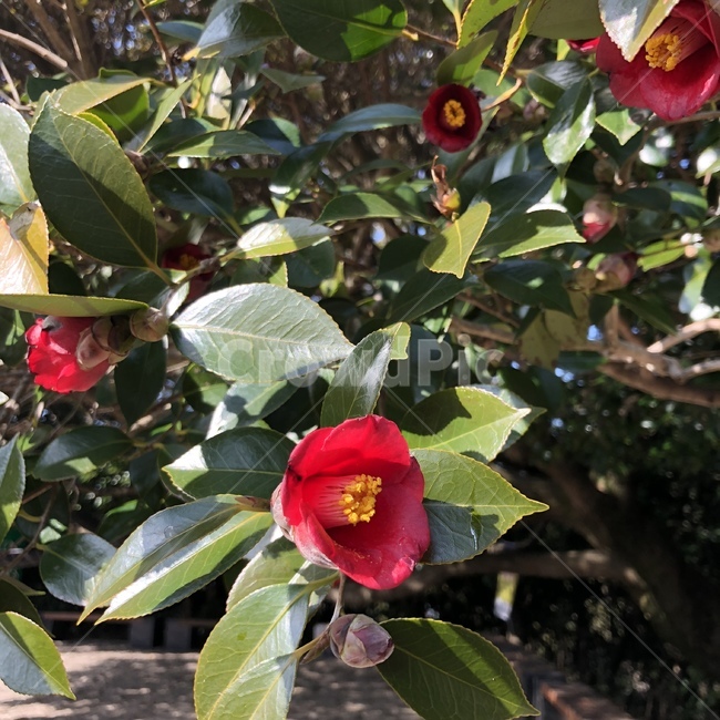 식물,꽃,동백꽃,빨간색,빨간꽃,식물,자연,plants,nature,꽃,flower