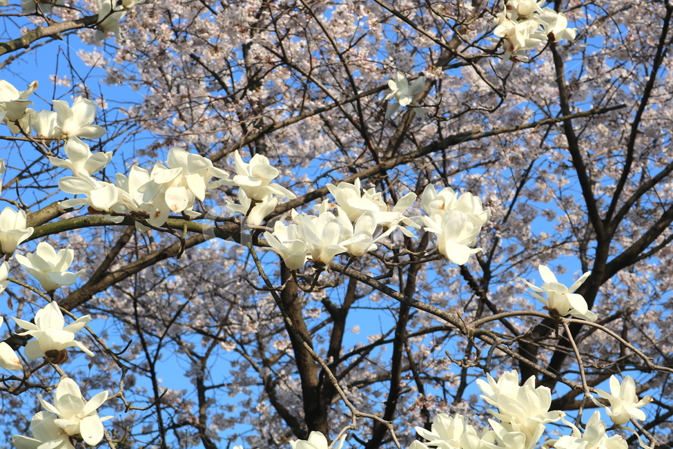 목련,꽃,목련꽃,나무,식물,목련나무,봄,봄꽃,흰꽃,신치,보춘화,낙엽수,활엽수,백목련,원예,정원,자연,하늘,맑은하늘,푸른하늘