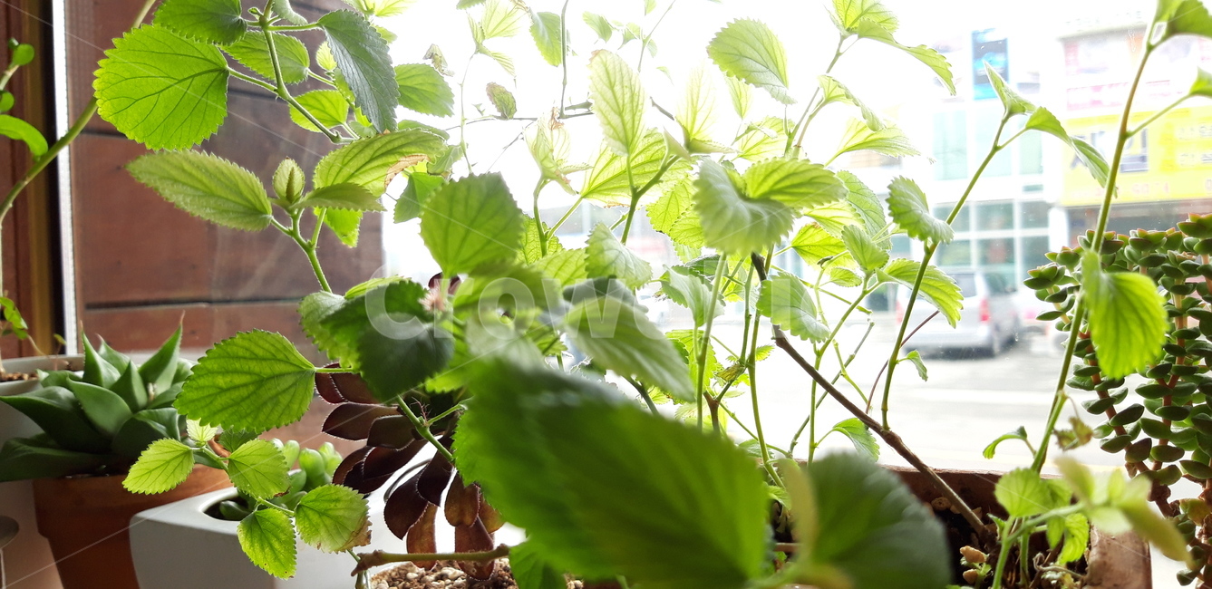 여우꼬리,여우화초,여우화분,여우식물,여우,초록식물,초록,식물,plant,예쁜식물