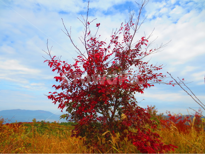 단풍,단풍나무,식물,나무,자연,가을,계절,fall,autumn,season,자연,풍경,nature,landscape,식물,plants,나무,trees,wood,tree,plant,maple,leaf,잎