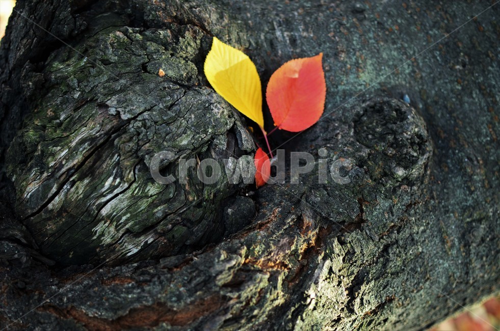 낙엽,가을,가을낙엽,나뭇잎,단풍,자연,fall,autumn,가을,계절,fall,autumn,season,petal,꽃잎,flower,꽃,plant,식물,blossom