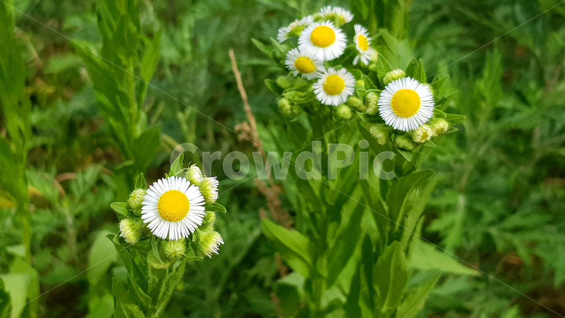 들꽃,꽃,자연,시골,계란꽃,전원,네이처,nature,flower,wildflower,green,natural,spring,healing