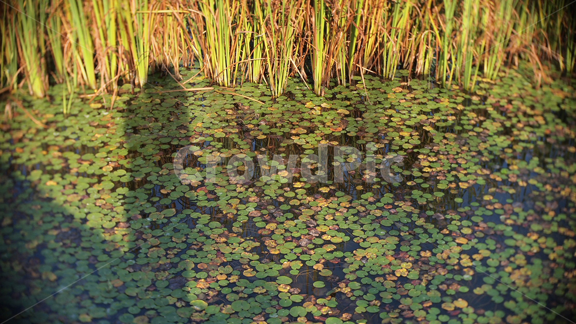 연못,연잎,그림자,해질녘,호수,감성사진,쓸쓸함,자연,풍경,nature,landscape,land,땅,outdoors,옥외,water,물