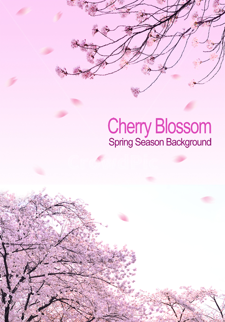 newsletter,cherry,pink,Cherry Blossom,Spring background,cherryblossom,sign,april,Spring Flower Festival,spring flowers,spring,season,graphic,gay,Cherry Blossom Festival,shear,Catalog,background,tree flower,leaflet,poster,frame