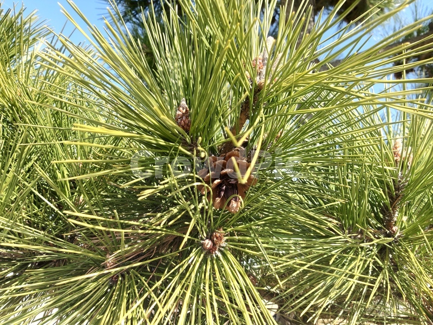 침엽수,식물,나무,tree,plant