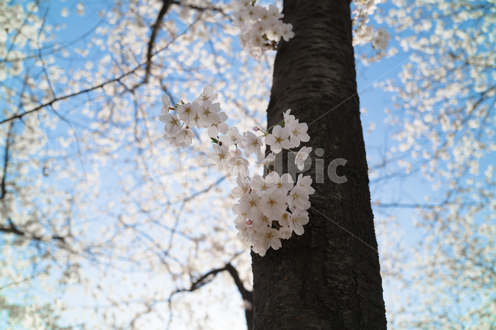 벚꽃,윤중로,윤중로벚꽃,여의도,여의도벚꽃,봄,계절,spring,season,식물,자연,plants,nature,나무,trees,wood,plant