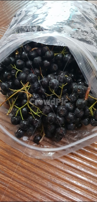 아로니아,아로니아청,보라,열매,식물,plant,싱싱한,aronia,베리,berry,purple