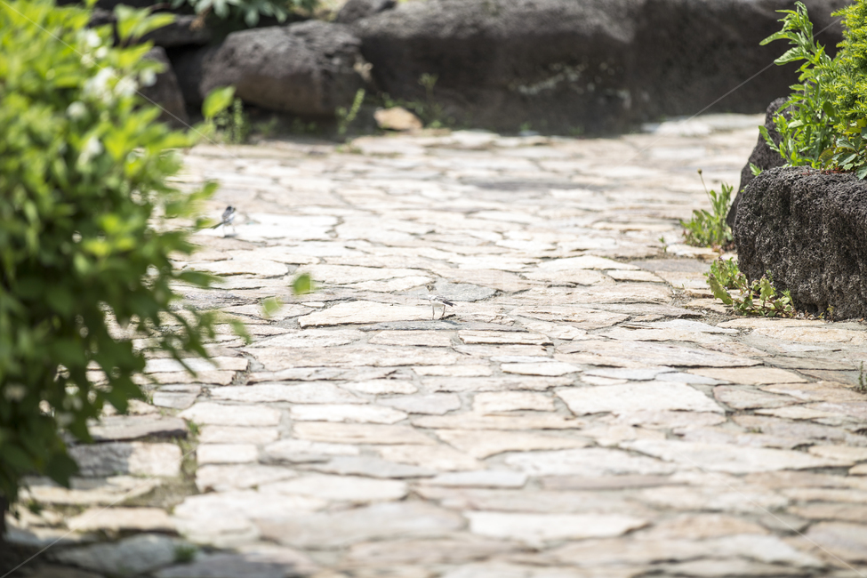 새,조류,버드,bird,공원,나무,숲,돌길,park,산책길,road,forest,wildbirds,야생,자연,풍경,nature,landscape,flagstone,판석,walkway,보도,path,통로,sidewalk,pavement,포장