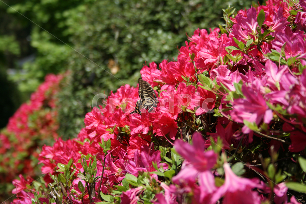 철쭉,꽃,붉은꽃,나비,검은나비,식물,flower,butterrfly,식물,자연,plants,nature,꽃,flower,동물,animal,곤충,벌레,insect,bug